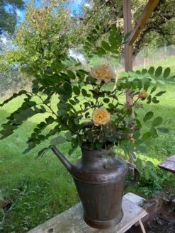 Ancien Arrosoir En Acier -Jardin Fournitures Boutique 05c0e139 1fae 4106 86d5 c67229a23b07