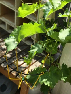 Support Plantes Vintage Années 60 Fer Jaune Et Noir -Jardin Fournitures Boutique 0f690cba c766 4666 ac56 b2e4a044cdcb