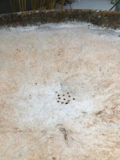 Jardinière Vasque Orientable Design René Pechère édité Par Eternit -Jardin Fournitures Boutique 1942fdfe 384c 4f8f bb2e 05b4bff36170