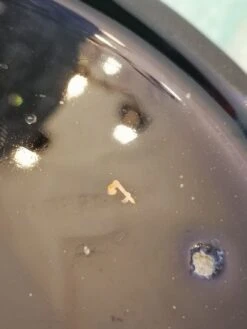 Cache Pot Sarreguemines -Jardin Fournitures Boutique 24607c20 add3 4b2d a0a6 68cb22972dee