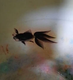 Bassin Dans Le Goût De Satsumak -Jardin Fournitures Boutique 292bc6cf 5e14 4551 ac9f 0e6555888b0a