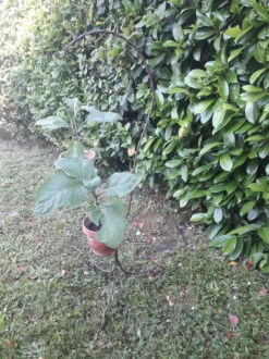 Porte Plante H135cm Fer Torsadé Vintage -Jardin Fournitures Boutique 2b674b21 4e2d 40df ab89 49fc42dfbf51