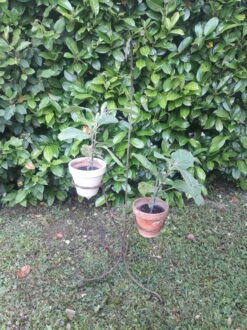 Porte Plante H135cm Fer Torsadé Vintage -Jardin Fournitures Boutique 38cb87e6 3a67 4895 b5d2 5b7594f3bd6f