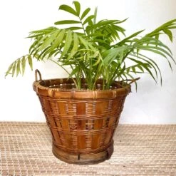 Caches Pots En Rotin 22 Caches Pots En Rotin -Jardin Fournitures Boutique 4be026c2 a632 4fb1 a8d4 837ea76dbd12