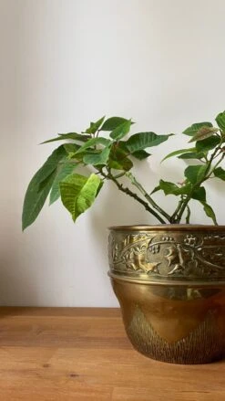 Cache-pot En Laiton Décor Noel Années 70-80 -Jardin Fournitures Boutique 4e55da33 7a9c 4b59 a777 fcb8bc977df2