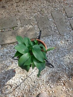 Porte-plante En Fer Forgé à Volutes -Jardin Fournitures Boutique 64bfb0fb eab4 446a ac4c 34d42f5d8e1a