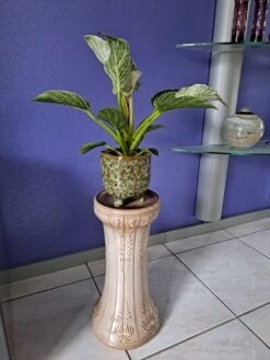 Piedestal Allemagne De L'Ouest - Table De Plantes -Jardin Fournitures Boutique 67473a90 4e50 474c 87e0 6aa6b556be6e