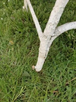 Chaises De Jardin D'Arras -Jardin Fournitures Boutique 78aaf5db a55e 4e4f 9e2c 95e1ba0c0a4c