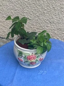 Cache Pot Céramique émaillée Blanc Barbotine Fruits Vintage -Jardin Fournitures Boutique 7a0680d7 5426 47b8 8a9c 414d0cc0f3a7