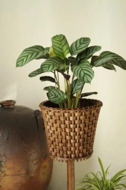 Porte-plante Vintage Roseau Tréssé Bois Courbé -Jardin Fournitures Boutique 828fb2d8 4c2f 4b86 947a fd3d45349e7b