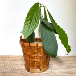 Caches Pots En Rotin 23 Caches Pots En Rotin -Jardin Fournitures Boutique 85d39888 6efe 4c47 806a d4d52620c8f1