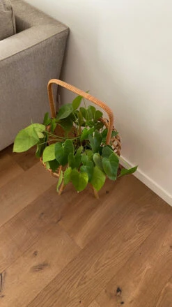 Porte Plante Ou Porte Revues Tripode En Rotin Vintage 1950 -Jardin Fournitures Boutique 8a4a3305 b967 4e0d afd4 008075d60c6f