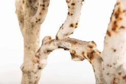 Banc De Jardin Victorien -Jardin Fournitures Boutique 97869f0d 1f6b 4e04 be90 422414161129