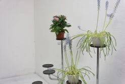 Paire Porte Plantes 1960, Tchécoslovaquie -Jardin Fournitures Boutique 9b2ea811 d16e 4466 8fdd 01d733a4dc2b