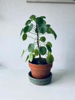 Coupelle Percée En Grès émaillé -Jardin Fournitures Boutique a58fd035 ec81 4403 bcec 998702f947f5