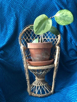 Fauteuil Emmanuelle En Osier Pour Plante Ou Poupée 13 Fauteuil Emmanuelle En Osier Pour Plante Ou Poupée -Jardin Fournitures Boutique a640d1fc 5edb 40c4 a8ec 6f60a3850884