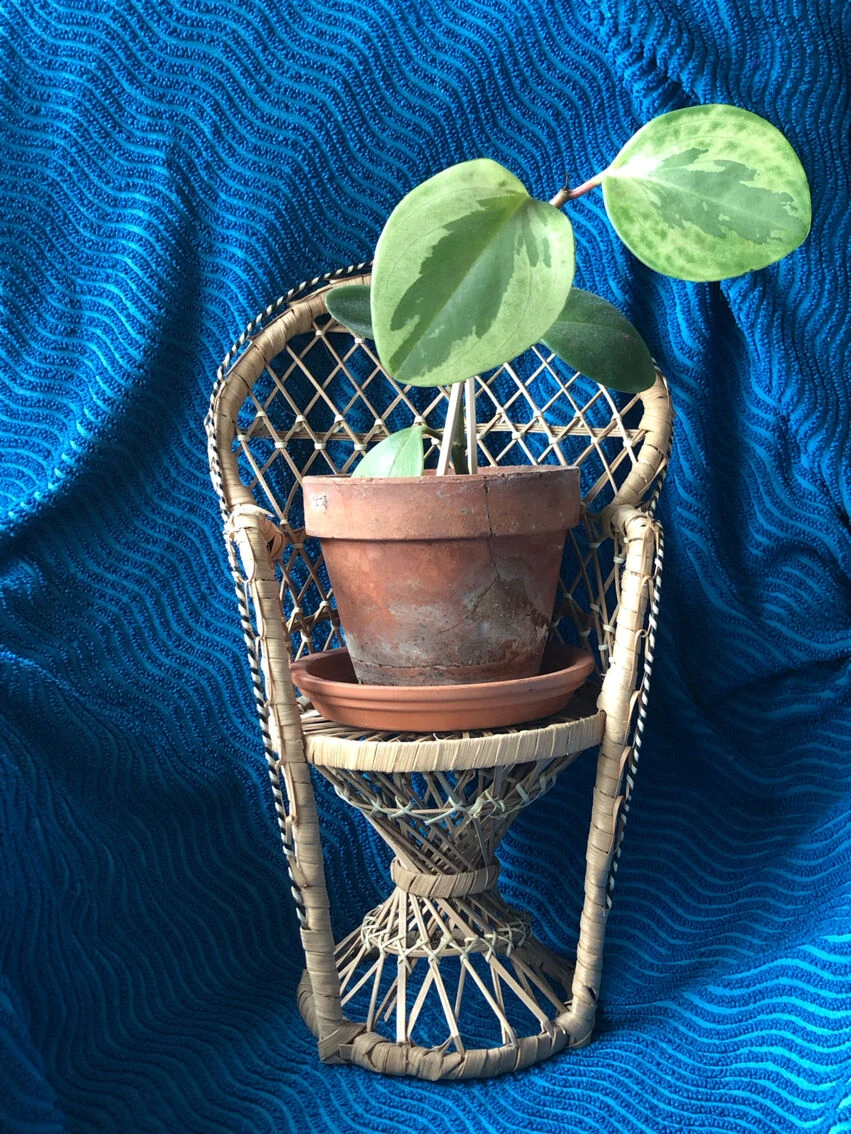 Fauteuil Emmanuelle En Osier Pour Plante Ou Poupée 7 Fauteuil Emmanuelle En Osier Pour Plante Ou Poupée – Image 5