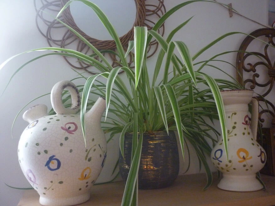 Chevrette Décorative 6 Chevrette Décorative – Image 4