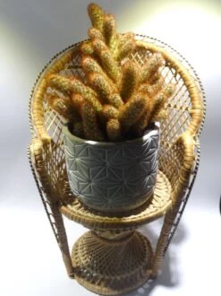 Fauteuil Porte Plante En Osier -Jardin Fournitures Boutique b055f6a2 1412 4620 80bb bf687a975d35