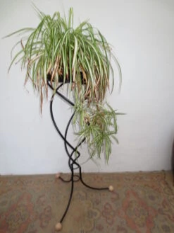 Porte Plantes Ou Fleurs En Fer Forgé Noir De Forme Hélicoidale 15 Porte Plantes Ou Fleurs En Fer Forgé Noir De Forme Hélicoidale -Jardin Fournitures Boutique b098847a 42f0 4026 acca 1f923e08d69a