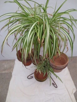 Porte Plantes En Métal De Couleur Marron Brun Capacité 7 Pots -Jardin Fournitures Boutique bcfc4a31 56f3 425d a681 bc0b7da963aa