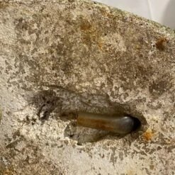 Poissons Fontaines -Jardin Fournitures Boutique c1cdd7ba 16e7 44a2 b91f fe570d24a58c