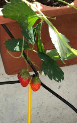 Support Plantes Vintage Années 60 Fer Jaune Et Noir -Jardin Fournitures Boutique ce80bed8 84ab 43dd 9870 94bdc2137b13