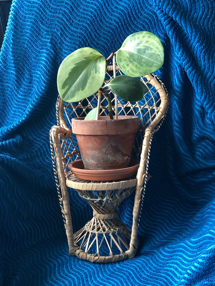 Fauteuil Emmanuelle En Osier Pour Plante Ou Poupée 8 Fauteuil Emmanuelle En Osier Pour Plante Ou Poupée – Image 6