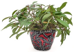 Cache-pot Vintage, 1960 -Jardin Fournitures Boutique daa6592c bae5 4a77 8931 905fcbedaabc