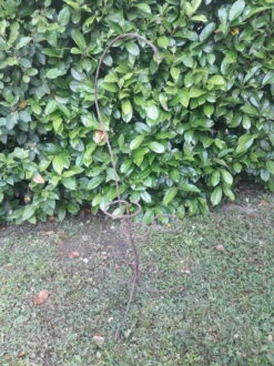 Porte Plante H135cm Fer Torsadé Vintage -Jardin Fournitures Boutique db1eb749 837d 47be b4bb e093e6d7e921