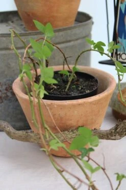 Lot De 2 Pots à Résine -Jardin Fournitures Boutique e012de86 51cc 4f0d 8508 cafdae002946