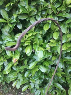 Porte Plante H135cm Fer Torsadé Vintage -Jardin Fournitures Boutique e30a9b32 59d6 4952 92da 3f7cc162f80f