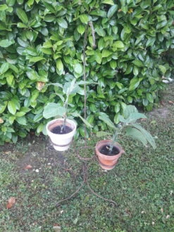 Porte Plante H135cm Fer Torsadé Vintage -Jardin Fournitures Boutique fb840e4c 3929 42aa 9282 242f0d16d378