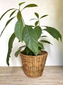 Cache Pot En Osier Corbeille -Jardin Fournitures Boutique fbf440ff 5f87 47ac 963b 5d459133c275